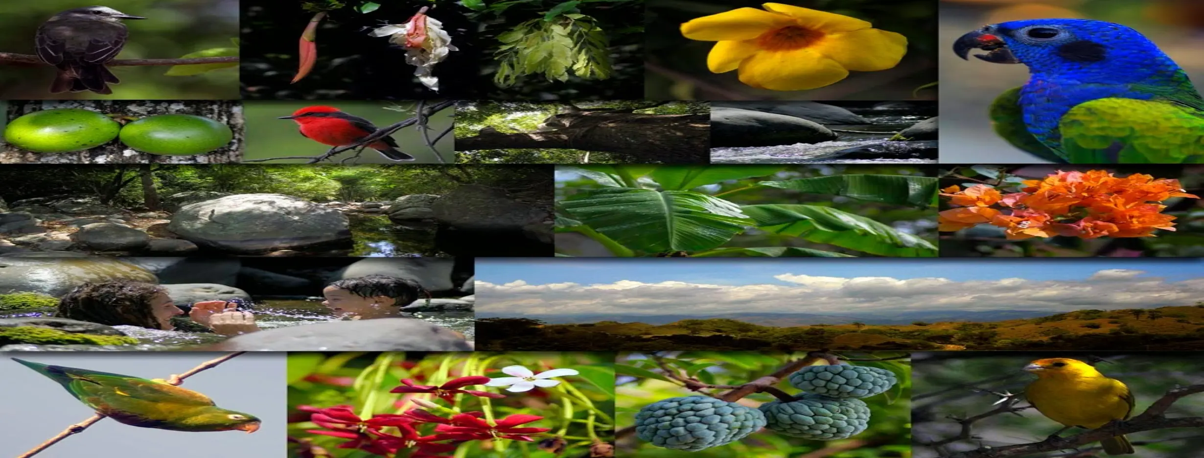 Image for Flora and Fauna Fiesta